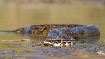 Invasive Florida Pythons Are Now Eating Endangered Species In The Keys