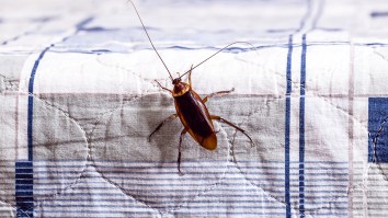 Man In Japan Blows Up Apartment While Trying To Kill A Single Cockroach