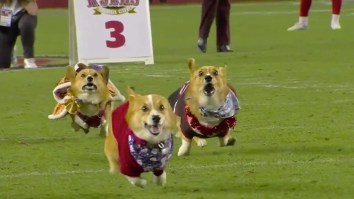 Controversial Illegal Contact Blemishes Dominant Win By Legendary Corgi During Halftime Race