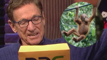 Zoo Recruits Maury Povich To Reveal Father Of Baby Orangutan