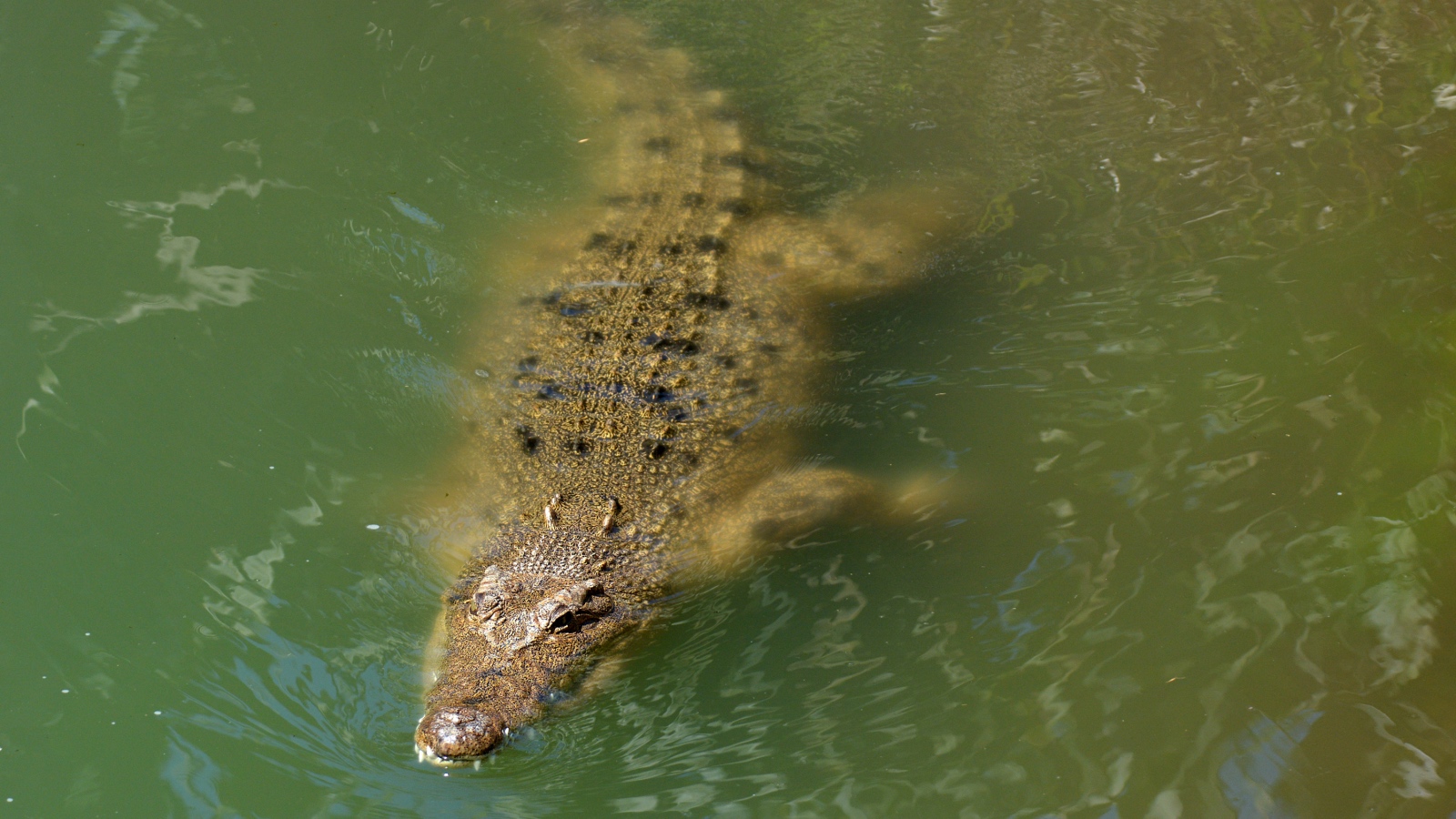 saltwater crocodile floating in the water