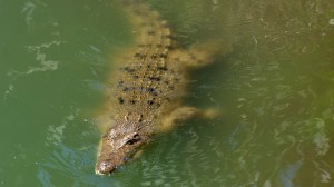 saltwater crocodile floating in the water