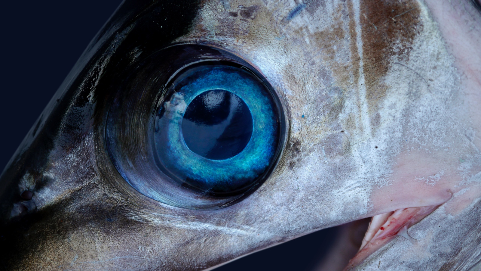 Swordfish eye close up