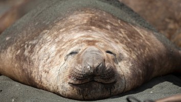 A 1,300-Pound Elephant Seal Named ‘Neil’ Is Terrorizing Tasmania And Taking Over TikTok Along The Way