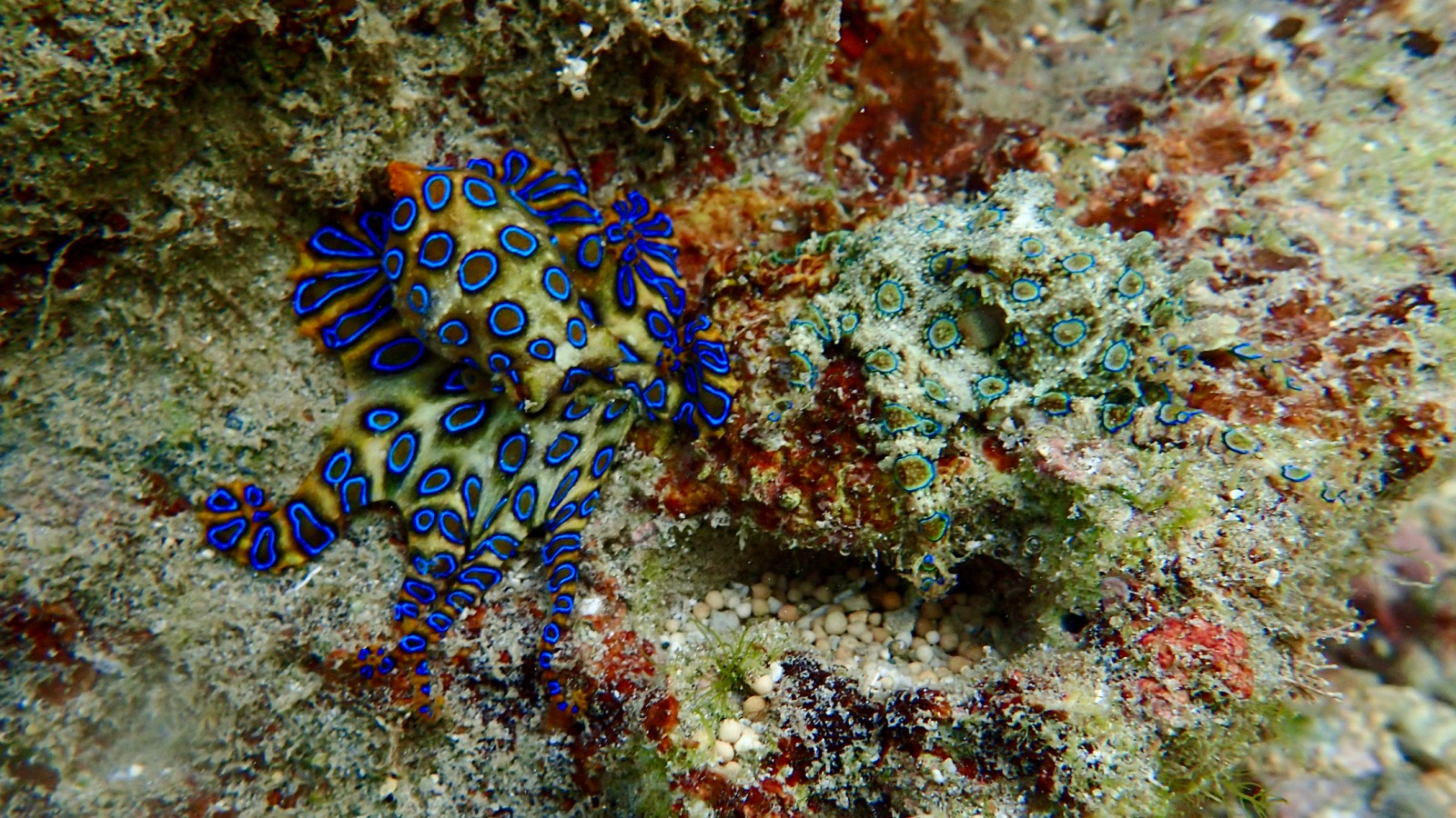 two blue-ringed octopuses on a rock