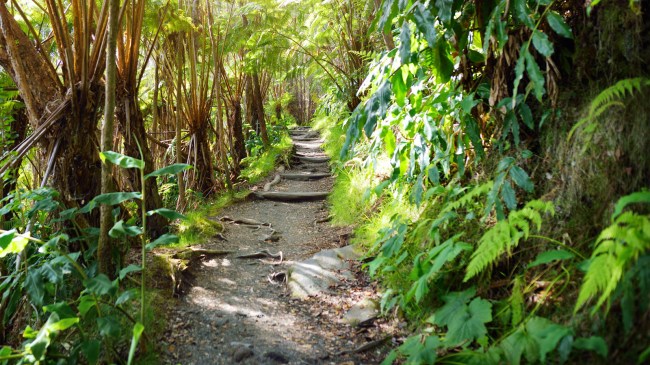 Hawaiian Rainforest Volcanoes National Park