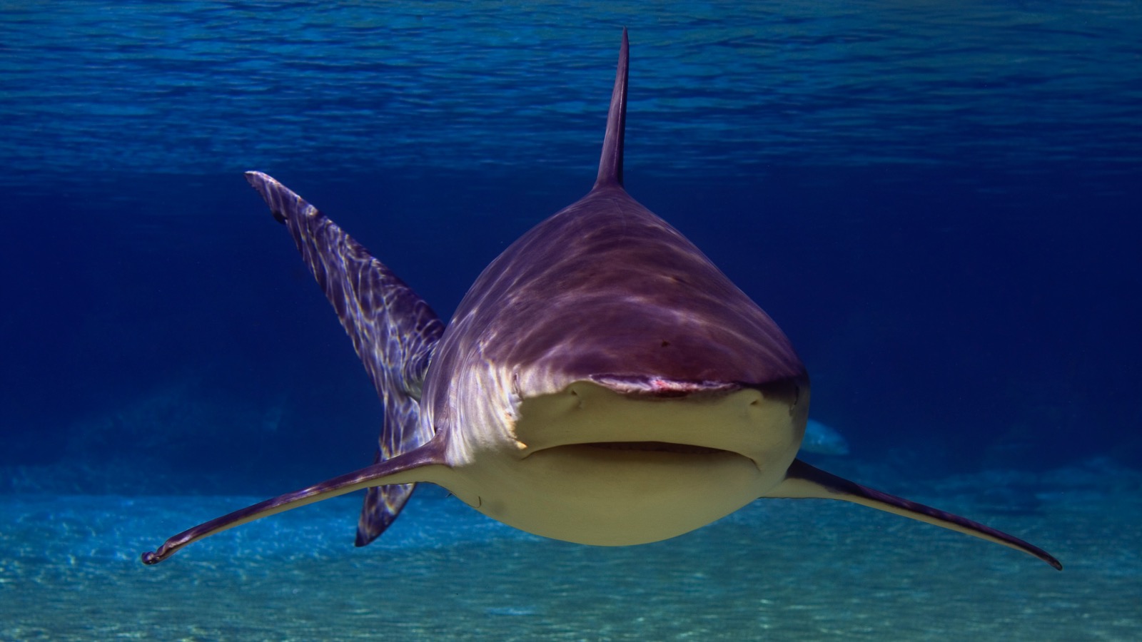 bull shark underwater close up