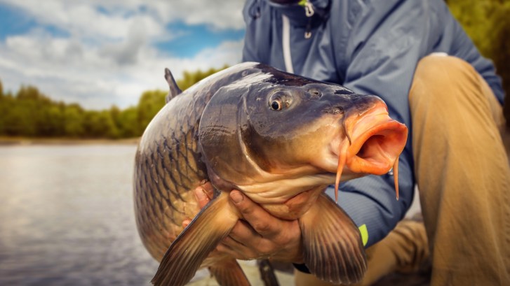 carp fish up close