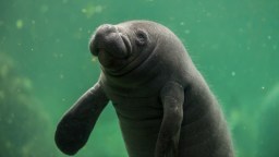 Florida Emergency Crews Rip Up Road To Rescue Juvenile Manatee Trapped In A Storm Drain (Video)