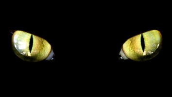 Wild New Video With 92% Accuracy Shows What The World Looks Through Animals’ Eyes