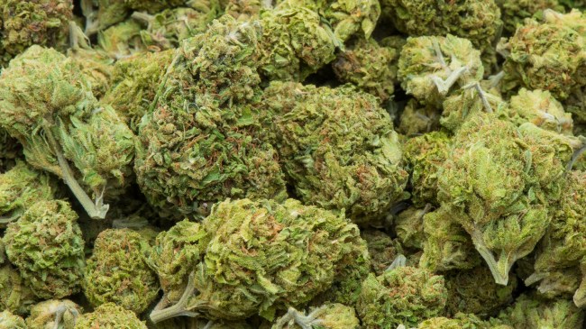 marijuana/weed buds