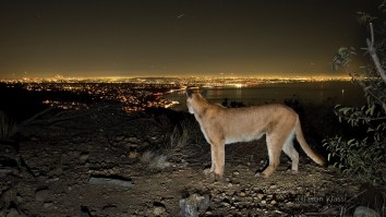 First Comprehensive Study Of Mountain Lions In California Brings Back Worrying Population Results