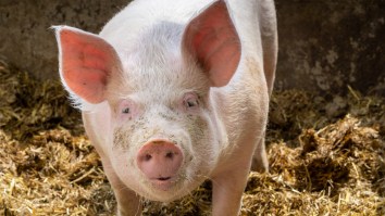 Scientists Were Able To Remove A Pig’s Brain And Keep It Functioning For Hours