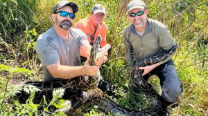 16 foot 120 pound invasive Burmese python in Collier County Florida