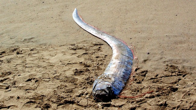 Oarfish Sea Serpent washed ashore on beach harbinger of doom