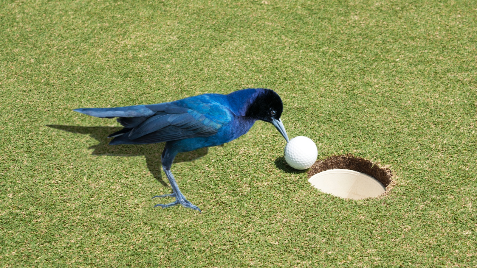 bird steals golf ball