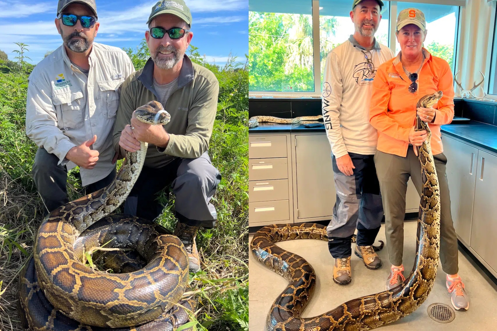 16 foot Burmese python in Florida
