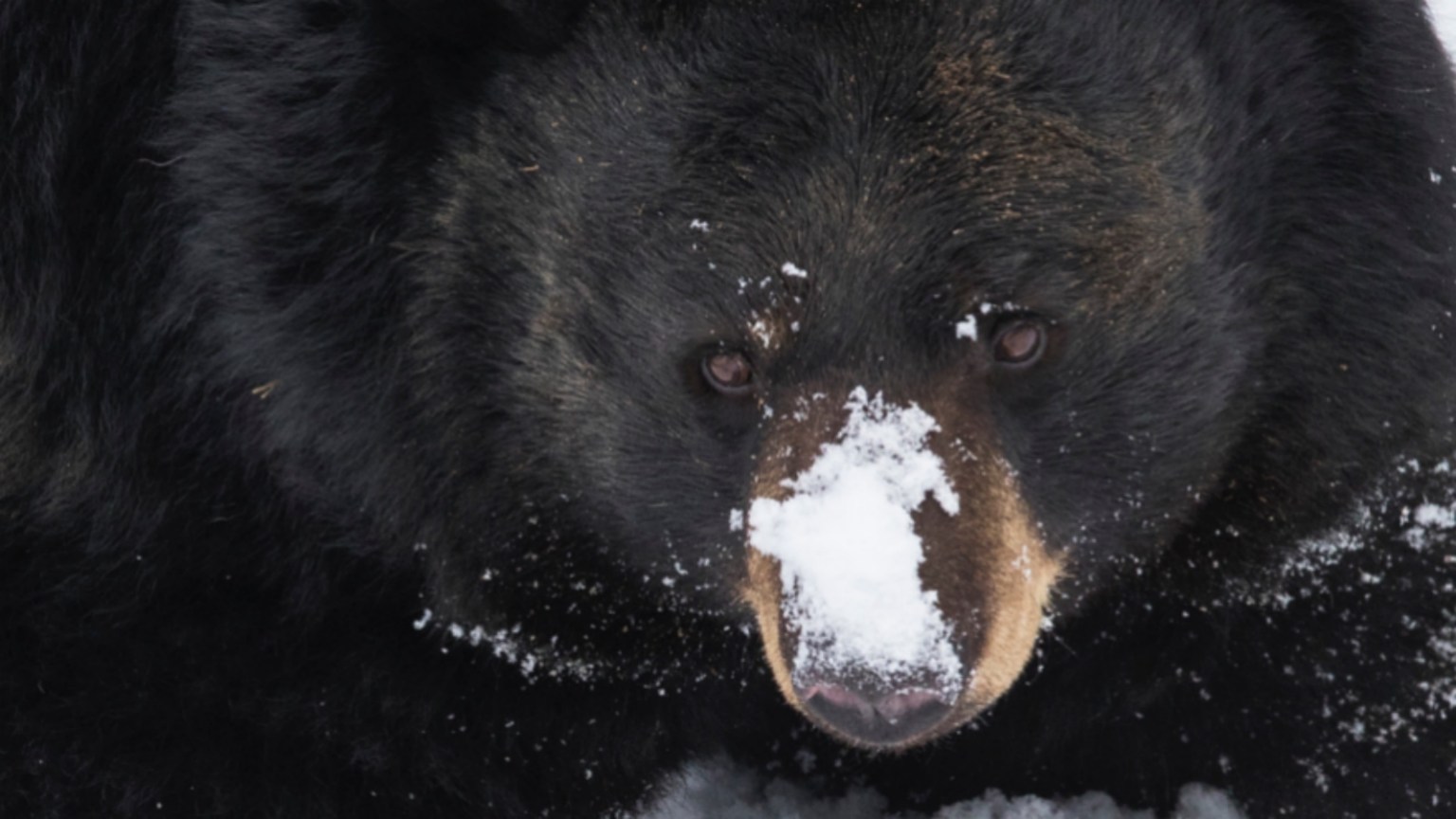 Cocaine Bears! Florida Rep. Claims Wild Bruins On Crack Are Breaking Into Homes And Wants To Legalize Shooting Them (brobible.com)