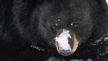 Florida Rep. Claims Bears On Crack Cocaine Are Breaking Into Homes And Wants To Legalize Shooting Them