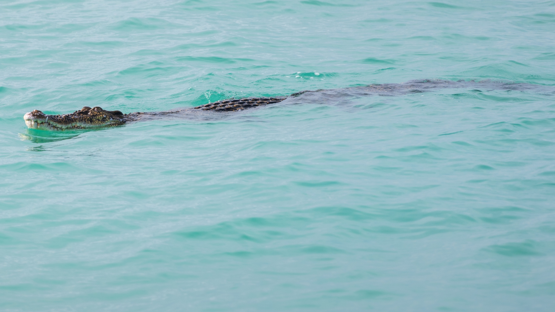alligator swimming in the water at the beach
