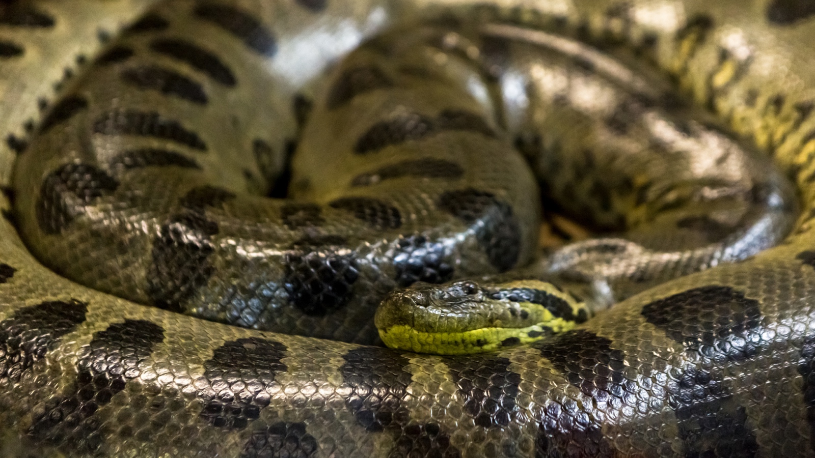 green anaconda snake