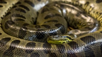 Decades Of Research Reveals The World’s Largest Snake Is Actually Two Distinct Subspecies