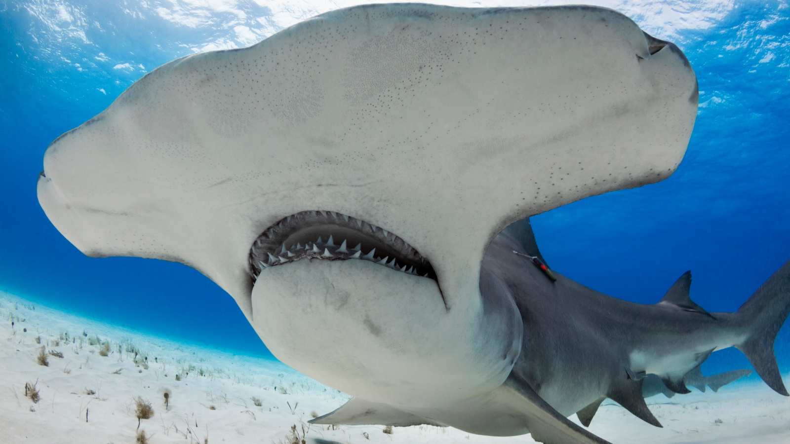 hammerhead shark close up