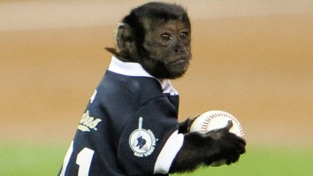 How A Pair Of Baseball-Playing Monkeys Helped An MLB Rookie Earn A Spot On The Orioles