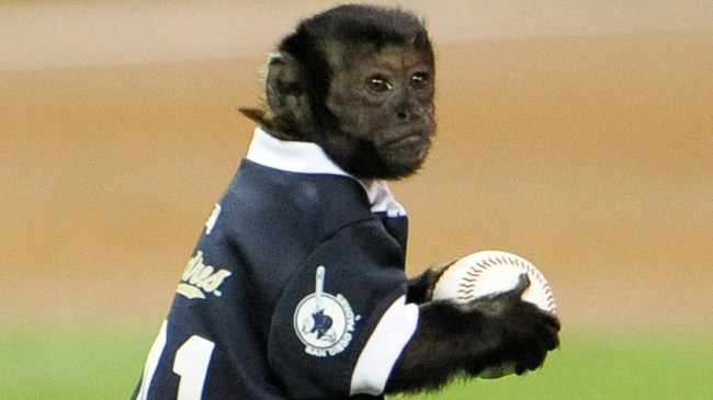 Monkey holding baseball
