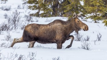 Charging Moose Chases Skiers And Snowboarders Down A Mountain In Jackson Hole (Video)