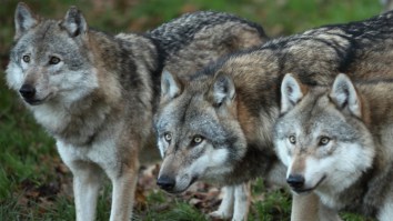 Chernobyl’s Mutant Wolves May Have Become Resistant To Cancer