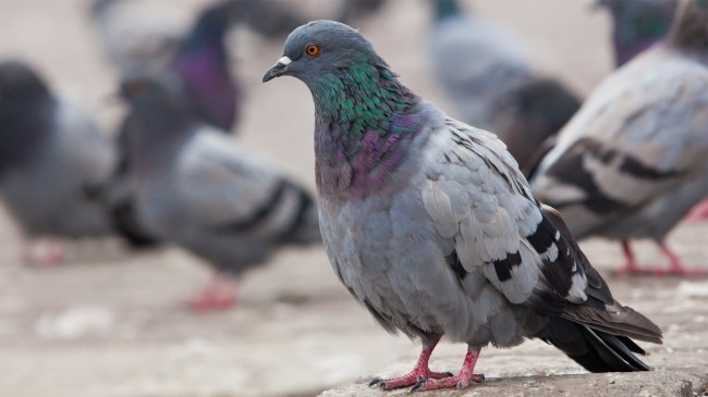 pigeon in prison yard
