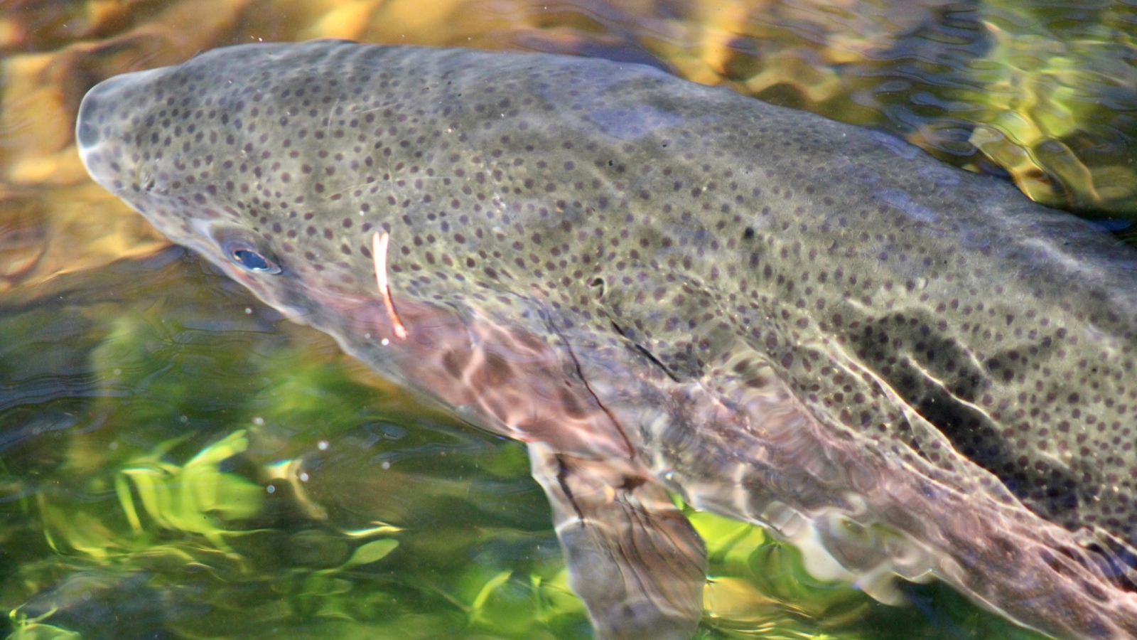 rainbow trout in the water
