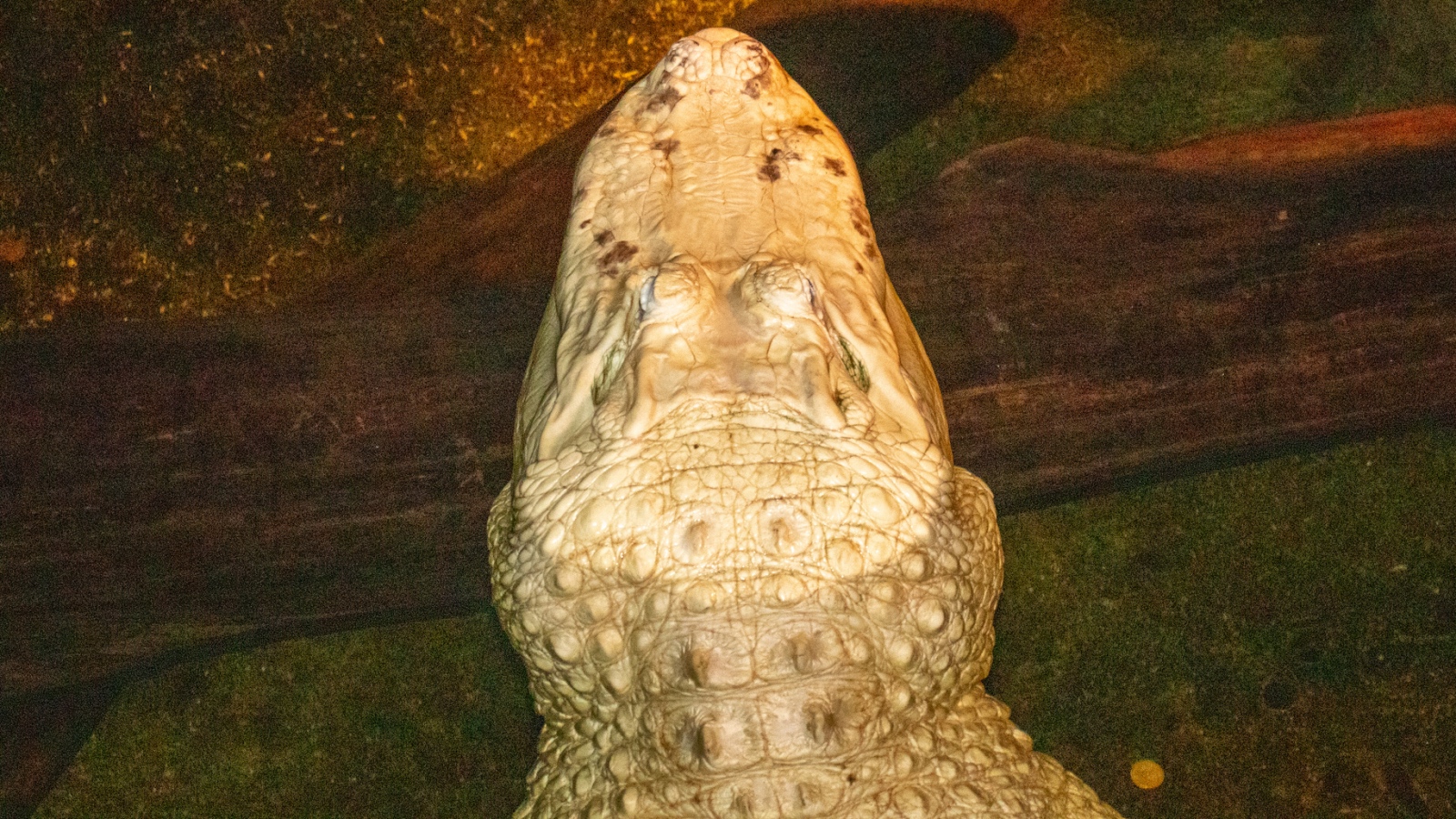 rare leucistic alligator in Omaha 