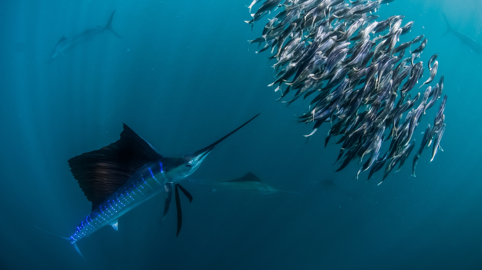 sailfish feeding frenzy underwater