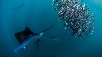Stunning All-White Sailfish Caught In Guatemala Looks Like A Majestic Fish Wrapped In Mirror Tint