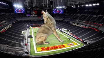NFL Player Reportedly Bit By Coyote While In Las Vegas For Super Bowl 58