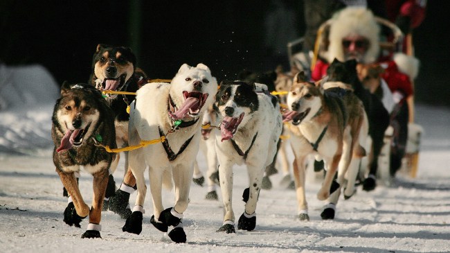 Iditarod sled dog race