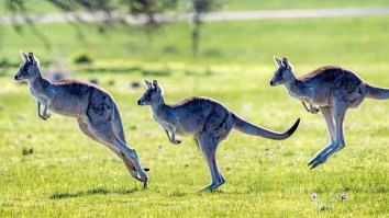 Golfers Stunned By Stampede Of Kangaroos That ‘Felt Like It Went Forever’