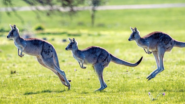 Kangaroos bounding hopping jumping