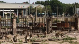 Violent Monkey Gangs Have Taken Over A Town In Thailand And Police Are Out Of Answers