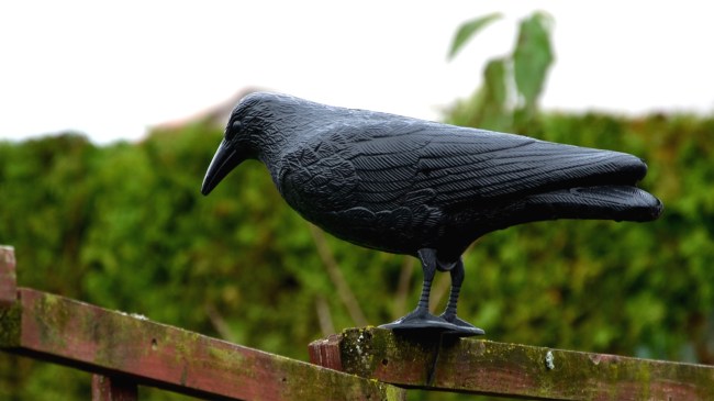 Plastic black mock-up of a raven