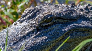 alligator in Sea Rim State Park, Texas