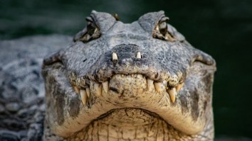 Florida Man Saves His Neighbor From An Alligator Attack By Ramming The Gator With His Car