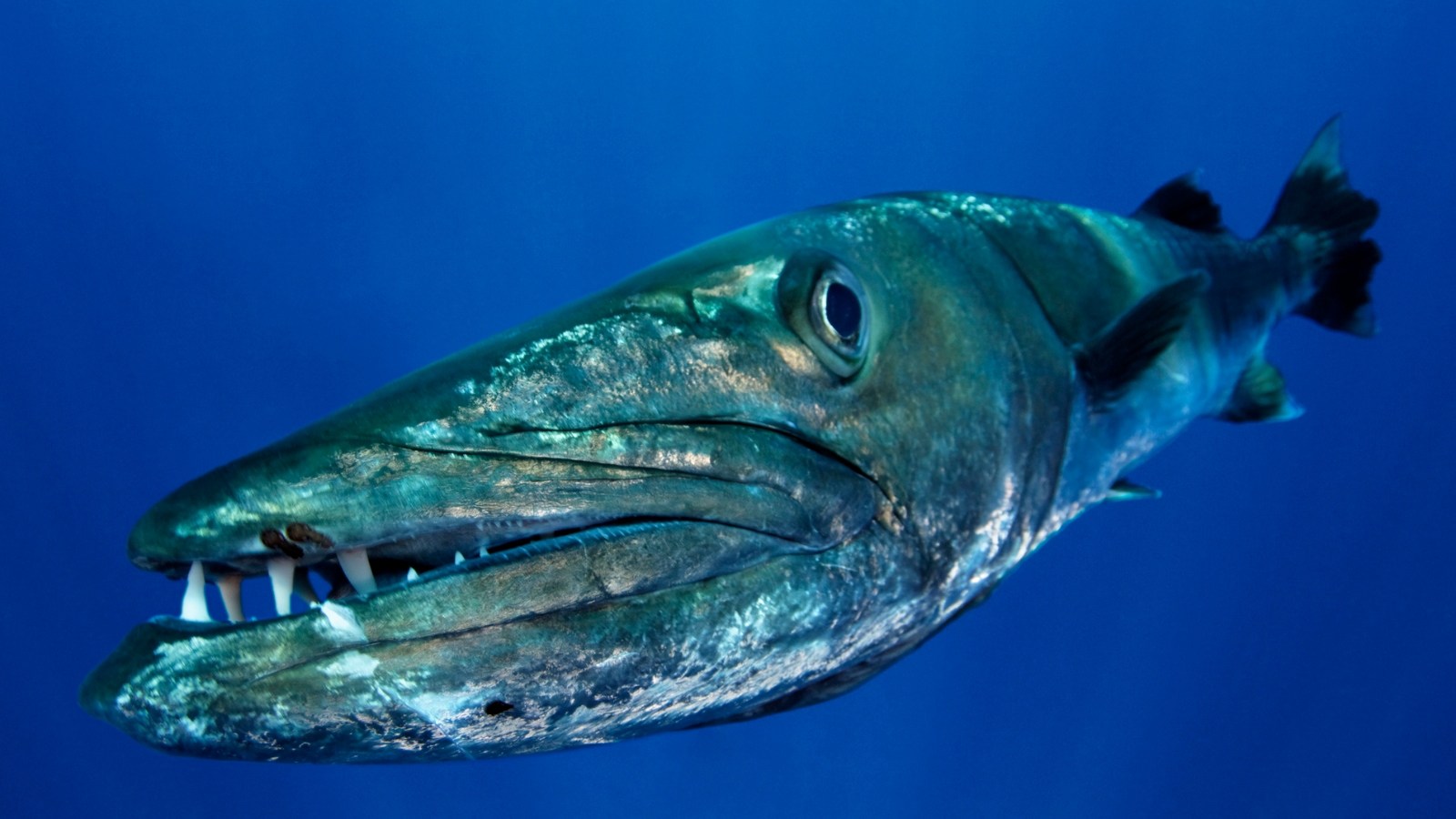 Guy Dives Off A Boat And Gets Ambushed By A Barracuda