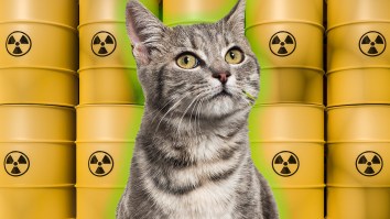 Japanese City Put On High Alert Thanks To A Cat That Fell Into Vat Of Toxic Chemicals