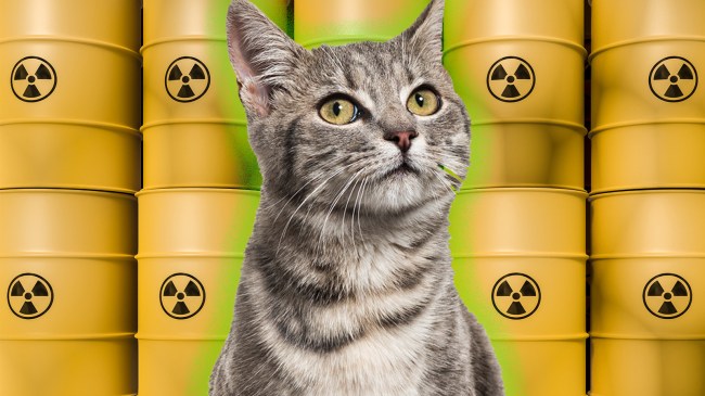 Cat in front of toxic waste barrels