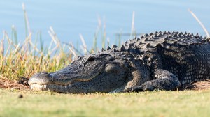 large alligator on a Florida golf course
