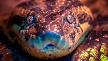 Massive 16ft Anaconda Caught By Fishin’ Garrett Looks Bigger Than A Field Goal Post