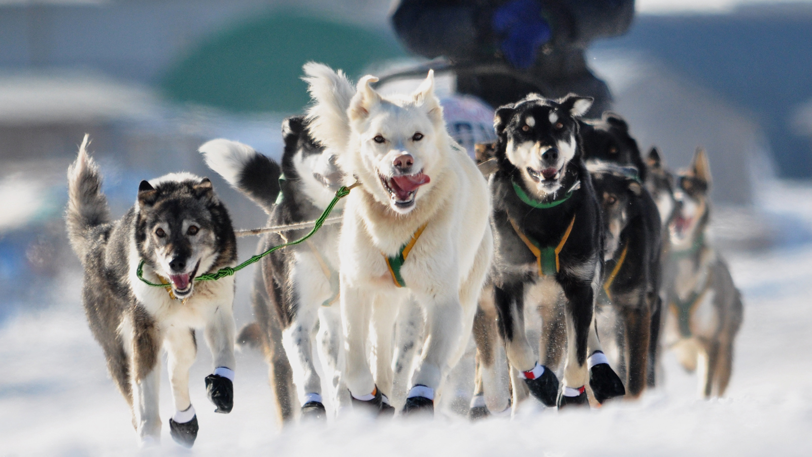 Iditarod 2024 Rules Madel Melisse